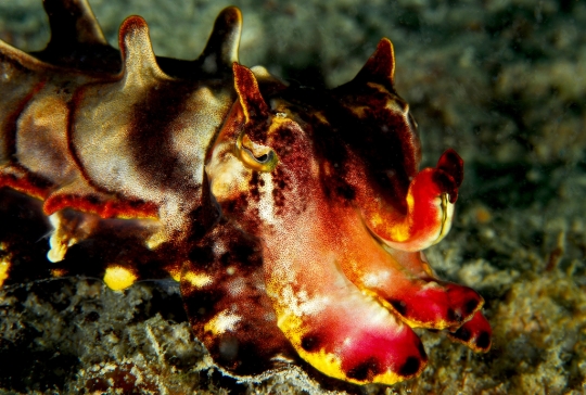 A flamboyant cuttlefish.