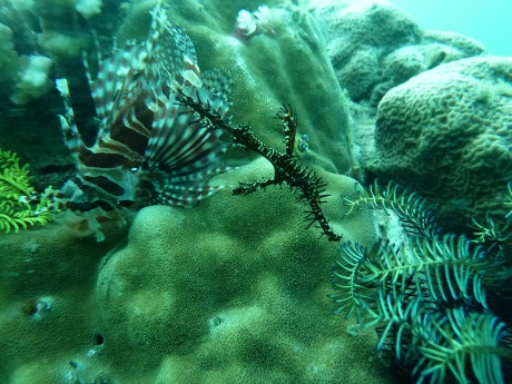 A ghost pipe and lion fish. Muck diving's alright in my books!