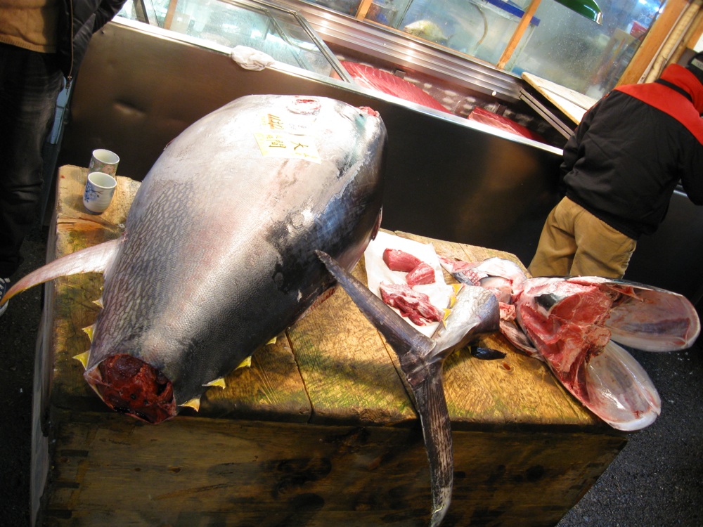 Fresh-Tuna-Tsukiji-Fish-Market-Tokyo-Japan
