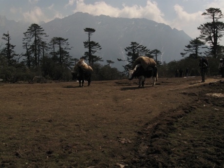 A look of whats to come in the days ahead. Here a couple of Yak's graze on their way to deliver food to base camp - Himalayan mountains: West Sikkim, India