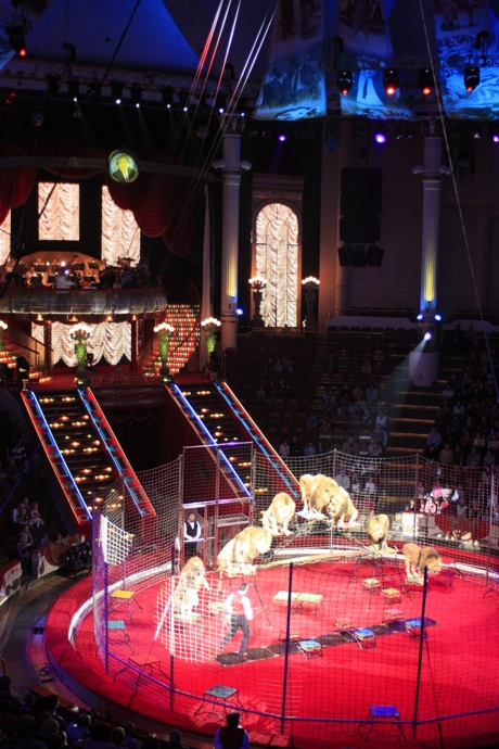 Lions performing