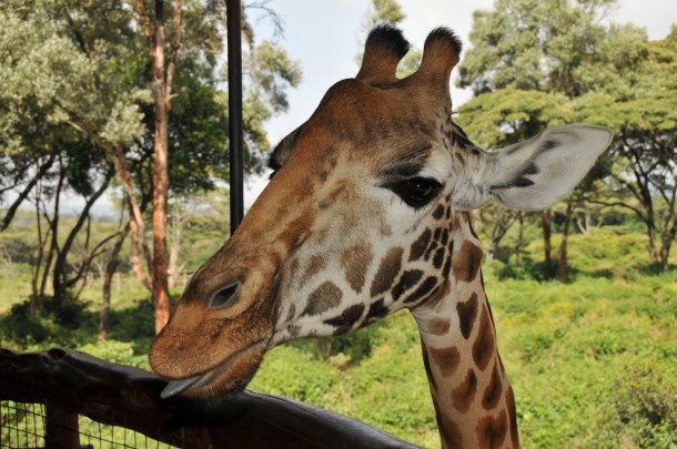 Giraffe Nairobi, Kenya