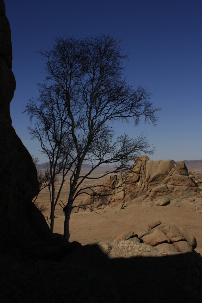 Tree of the desert, Mongolia