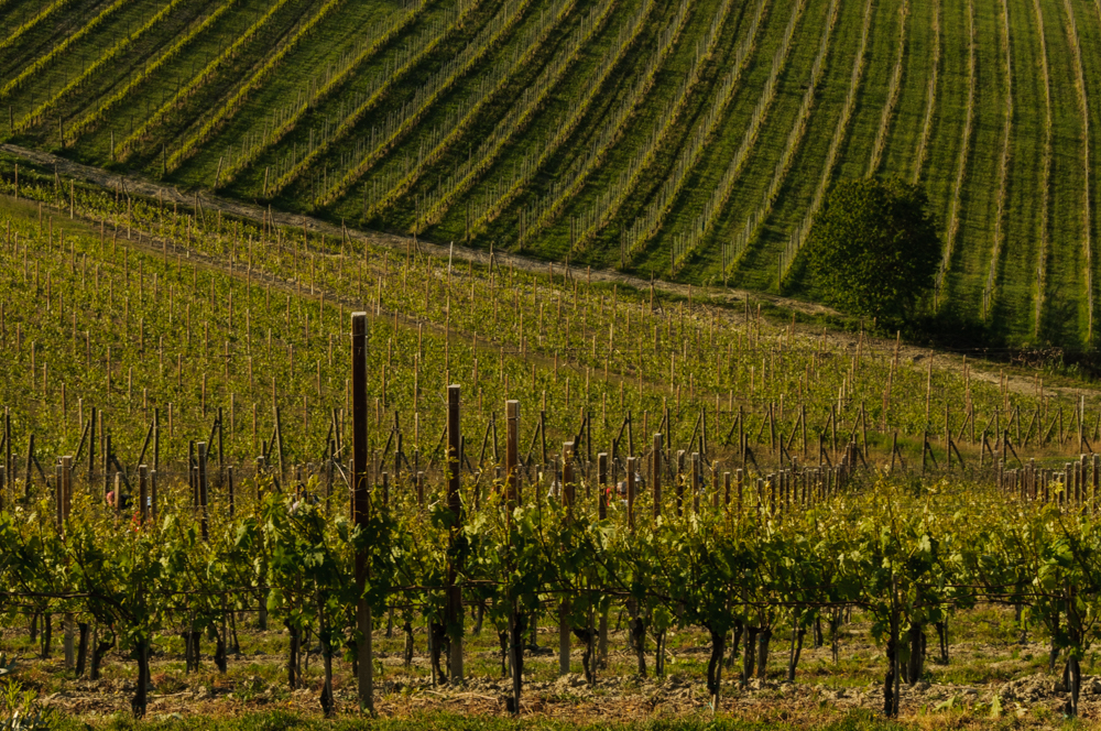 Piedmont Vineyards